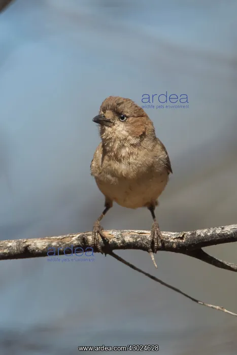 : Southern Whiteface perched on a branch Papunya Northe : Southern Whiteface perched on a branch Papunya Northe