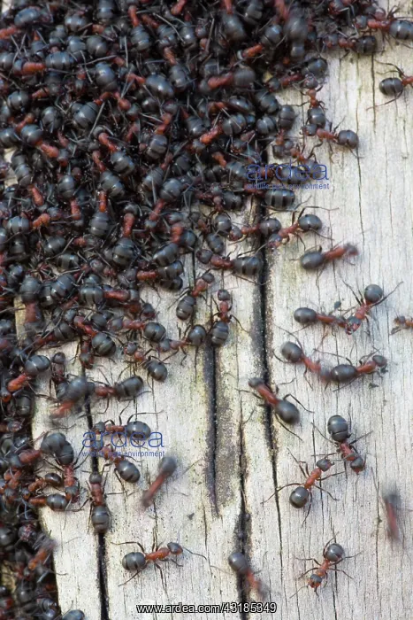 : Southern Wood Ant : Southern Wood Ant