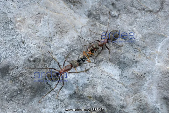 : Southern Wood Ant, Formica rufa, carrying prey : Southern Wood Ant, Formica rufa, carrying prey