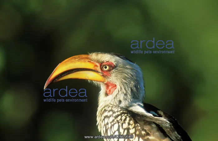 : Southern Yellow-billed Hornbill : Southern Yellow-billed Hornbill