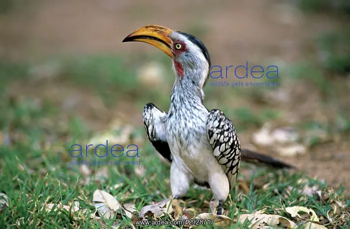 : Southern Yellow-billed HORNBILL : Southern Yellow-billed HORNBILL