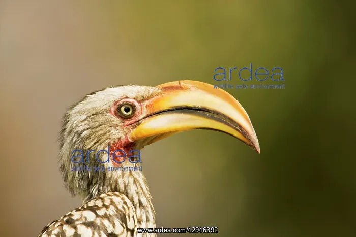 : Southern Yellow Billed Hornbill : Southern Yellow Billed Hornbill