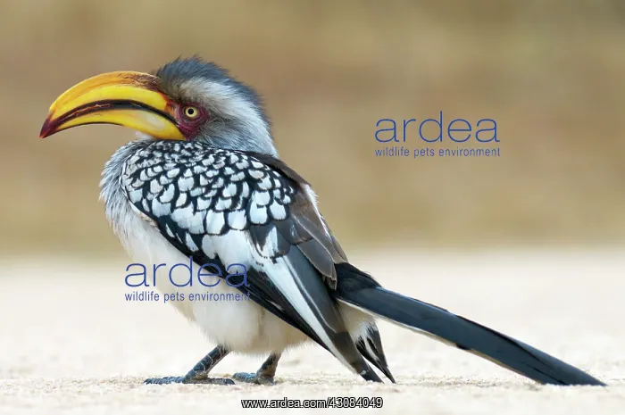: Southern Yellow-billed Hornbill : Southern Yellow-billed Hornbill