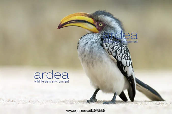: Southern Yellow-billed Hornbill : Southern Yellow-billed Hornbill