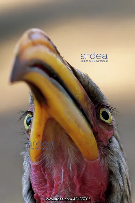 : Southern Yellow-billed Hornbill : Southern Yellow-billed Hornbill