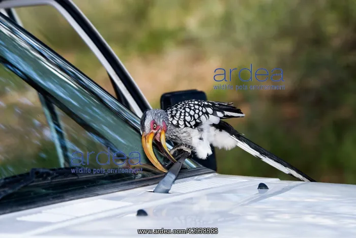  : Southern Yellow-billed Hornbill - Attacking windscreen