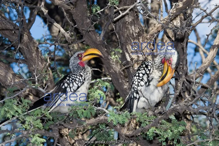 : Southern Yellow-billed Hornbill - Pair in camelthorn : Southern Yellow-billed Hornbill - Pair in camelthorn