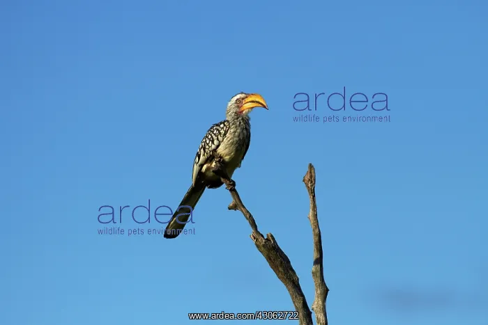 : Southern Yellow-billed Hornbill (Tockus : Southern Yellow-billed Hornbill (Tockus