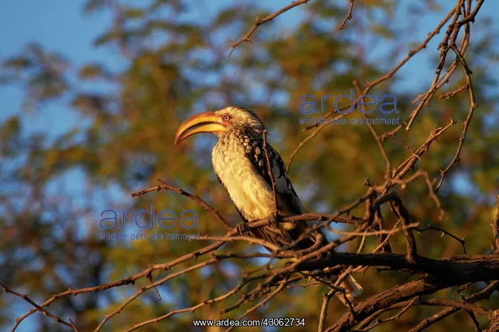 : Southern Yellow-billed Hornbill (Tockus : Southern Yellow-billed Hornbill (Tockus