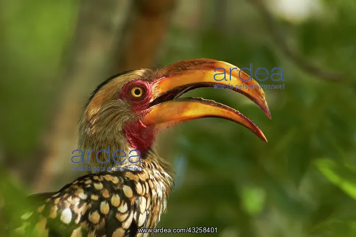 : Southern Yellow-billed Hornbill (Tockus : Southern Yellow-billed Hornbill (Tockus