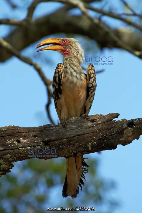 : Southern Yellow-billed Hornbill (Tockus : Southern Yellow-billed Hornbill (Tockus