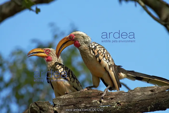 : Southern Yellow-billed Hornbill (Tockus : Southern Yellow-billed Hornbill (Tockus