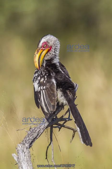 : Southern yellow billed hornbill (Tockus leucomelas) : Southern yellow billed hornbill (Tockus leucomelas)