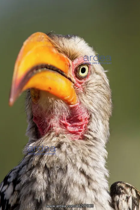 : Southern Yellow-billed Hornbill (Tockus leucomelas) : Southern Yellow-billed Hornbill (Tockus leucomelas)