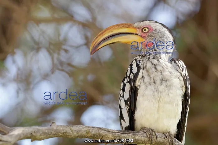  : Southern yellow-billed hornbill (Tockus leucomelas)