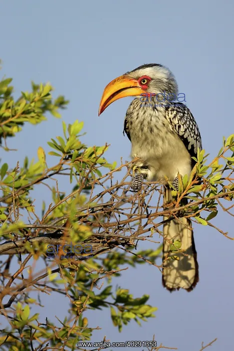 : Southern yellow-billed hornbill (Tockus leucomelas) : Southern yellow-billed hornbill (Tockus leucomelas)