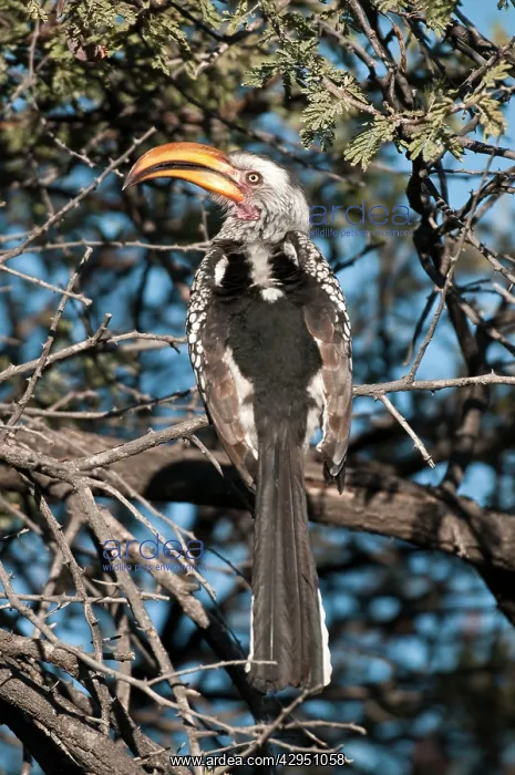 : Southern Yellow-billed Hornbill - back view sitting : Southern Yellow-billed Hornbill - back view sitting