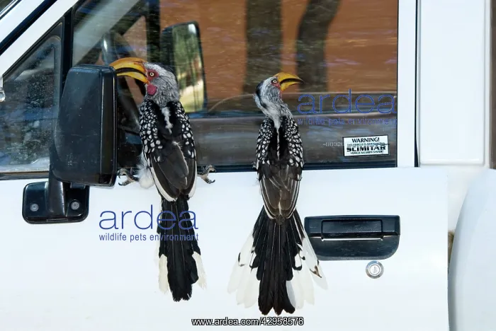 : Southern Yellow-billed Hornbills - Perched on vehicle : Southern Yellow-billed Hornbills - Perched on vehicle