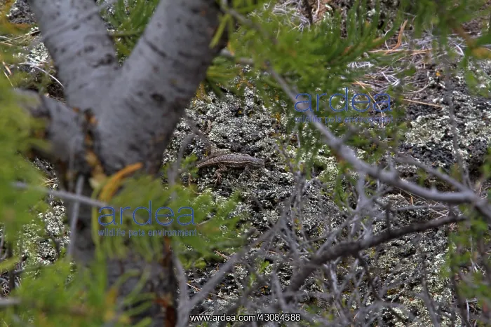 : Southwestern Fence Lizard : Southwestern Fence Lizard