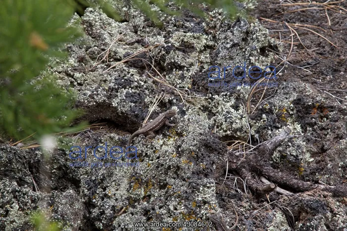 : Southwestern Fence Lizard : Southwestern Fence Lizard