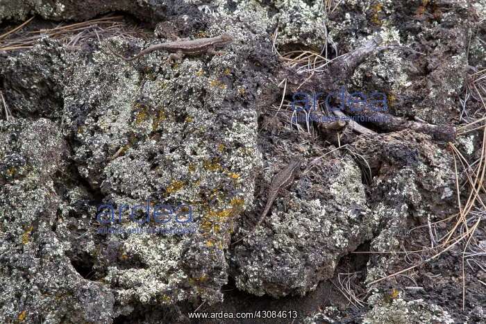 : Southwestern Fence Lizards : Southwestern Fence Lizards