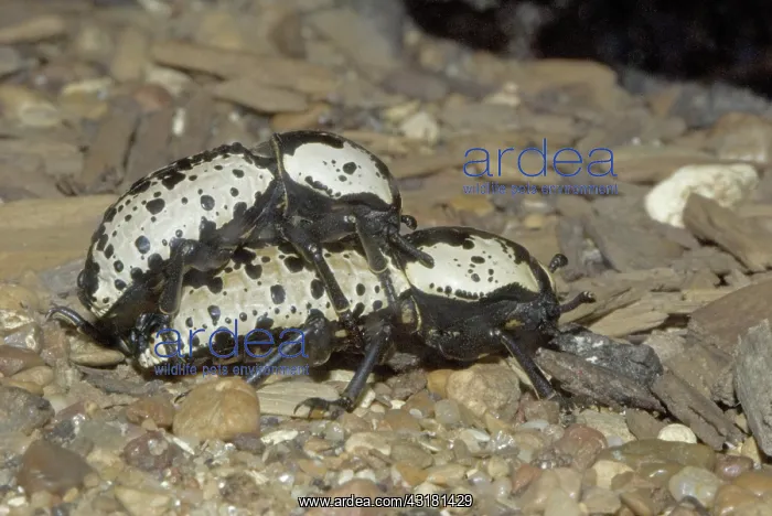 : Southwestern Ironclad Beetles : Southwestern Ironclad Beetles