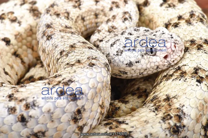 : Southwestern speckled rattlensnake (Crotalus mitchelli : Southwestern speckled rattlensnake (Crotalus mitchelli