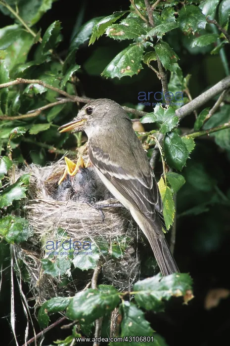 : Southwestern Willow Flycatchers : Southwestern Willow Flycatchers