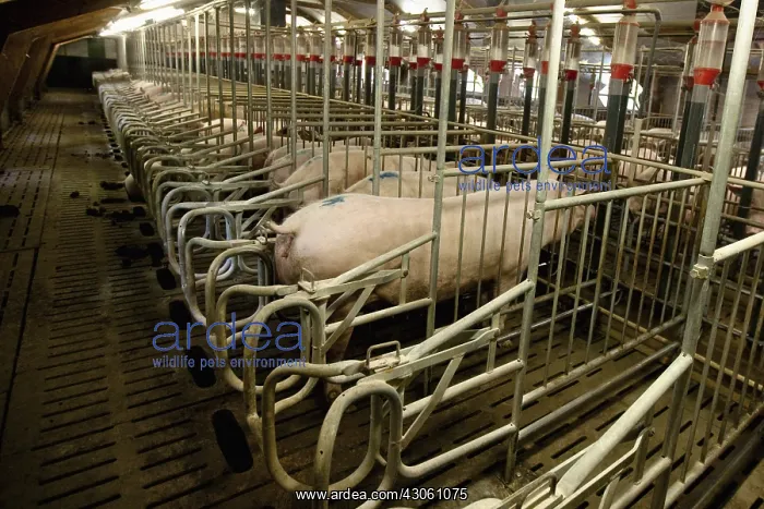: Sow in a maternity ward in a pig farm France : Sow in a maternity ward in a pig farm France