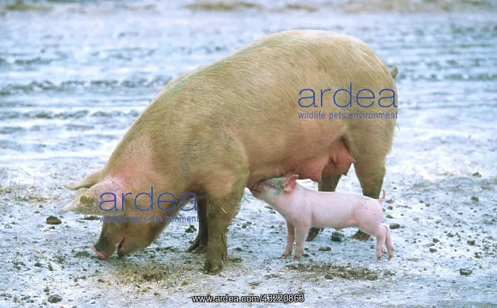 : Sow with piglet : Sow with piglet