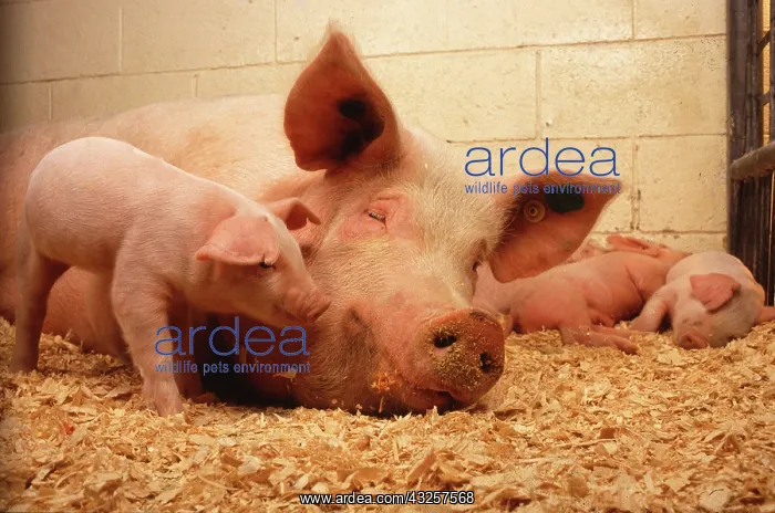 : Sow with piglets : Sow with piglets