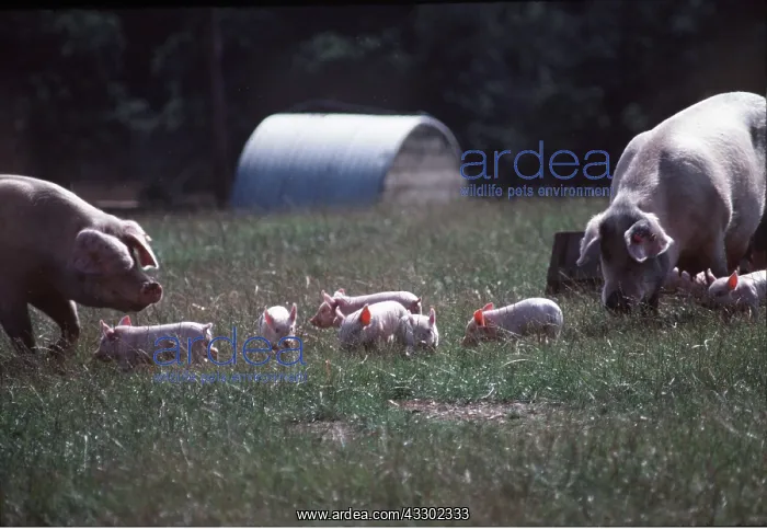 : SOW & PIGLETS : SOW & PIGLETS