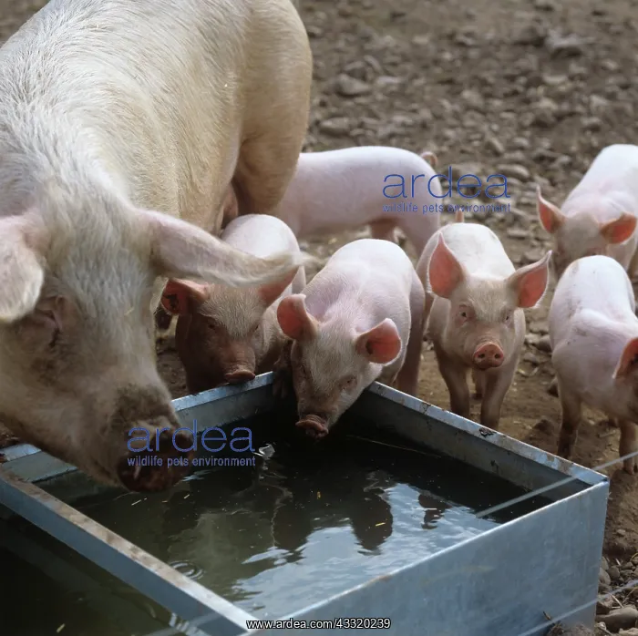 : Sow and piglets : Sow and piglets