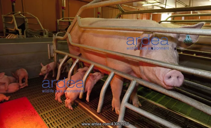 : Sow and piglets in a pig farm France : Sow and piglets in a pig farm France