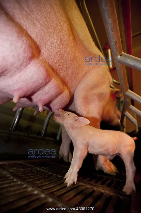  : Sow and piglets in a pig farm France