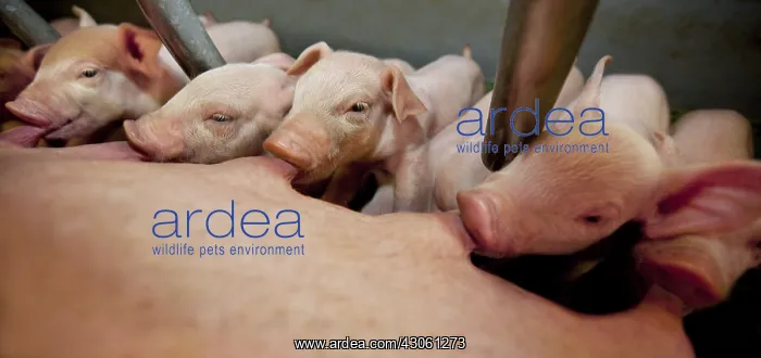 : Sow and piglets in a pig farm France : Sow and piglets in a pig farm France