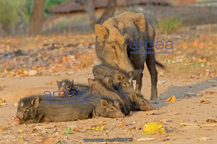 : Sow and piglets on a track - Bandhavgarh NP India : Sow and piglets on a track - Bandhavgarh NP India