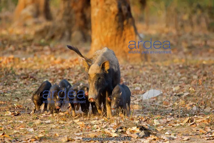 : Sow and piglets in the undergrowth - Bandhavgarh NP India : Sow and piglets in the undergrowth - Bandhavgarh NP India