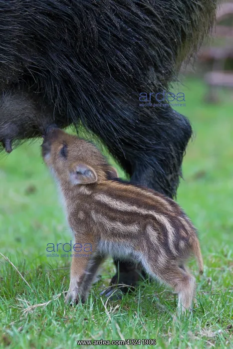 : Sow suckling Wild Boar sow suckling piglet Germany : Sow suckling Wild Boar sow suckling piglet Germany