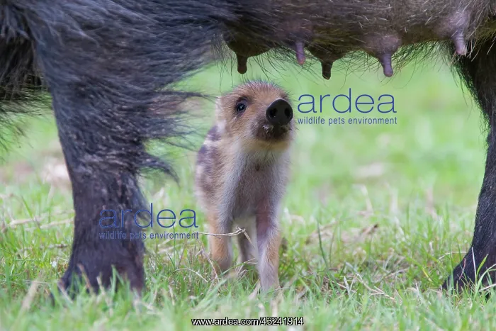 : Sow suckling Wild Boar sow suckling piglet Germany : Sow suckling Wild Boar sow suckling piglet Germany