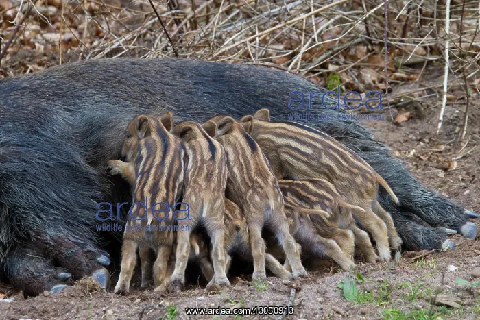 : Sow suckling Wild Boar sow suckling piglets Germany : Sow suckling Wild Boar sow suckling piglets Germany