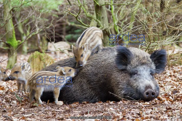 : Sow suckling Wild Boar sow suckling piglets Germany : Sow suckling Wild Boar sow suckling piglets Germany