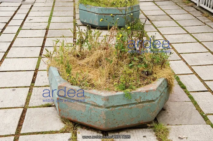  : Sow thistle, Sonchus oleraceus and other weeds growing