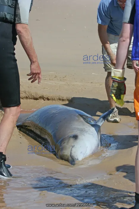 : Sowerby's Beaked Whale - found stranded on Blakeney Point : Sowerby's Beaked Whale - found stranded on Blakeney Point