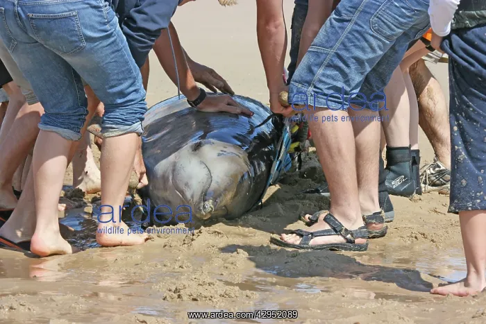 : Sowerby's Beaked Whale - found stranded on Blakeney Point : Sowerby's Beaked Whale - found stranded on Blakeney Point