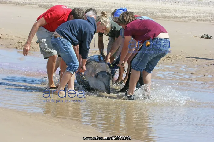 : Sowerby's Beaked Whale - found stranded on Blakeney Point : Sowerby's Beaked Whale - found stranded on Blakeney Point