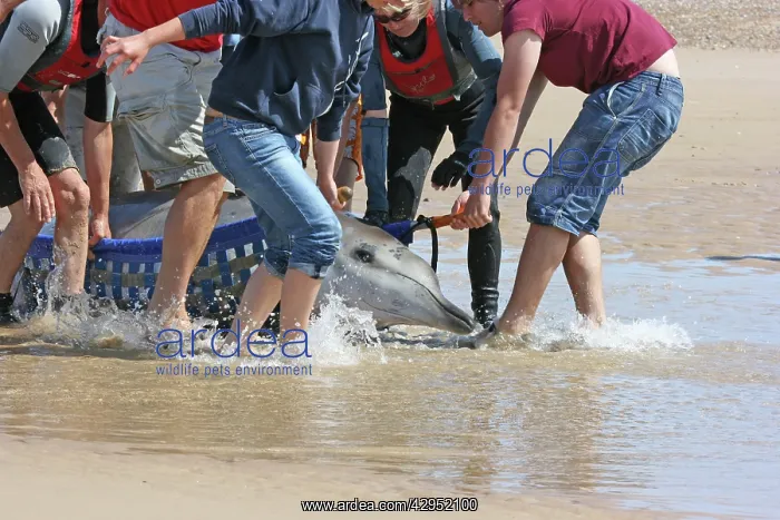 : Sowerby's Beaked Whale - found stranded on Blakeney Point : Sowerby's Beaked Whale - found stranded on Blakeney Point