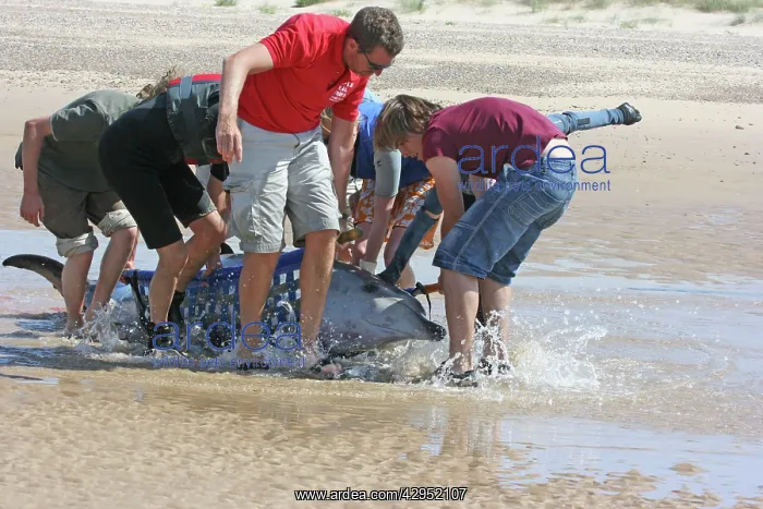 : Sowerby's Beaked Whale - found stranded on Blakeney Point : Sowerby's Beaked Whale - found stranded on Blakeney Point