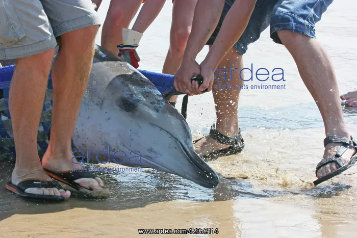 : Sowerby's Beaked Whale - found stranded on Blakeney Point : Sowerby's Beaked Whale - found stranded on Blakeney Point