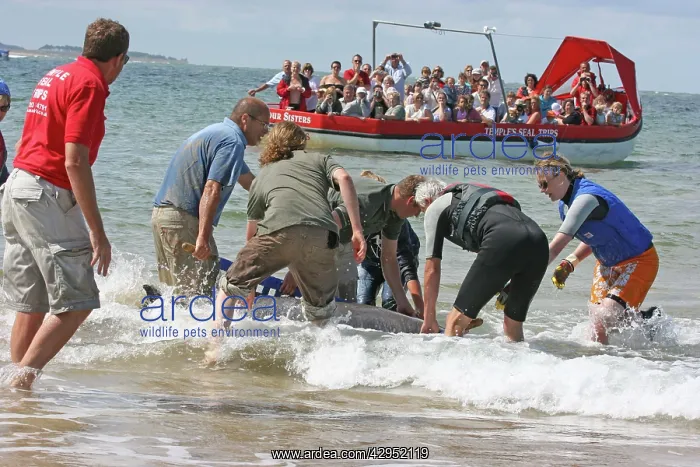 : Sowerby's Beaked Whale - found stranded on Blakeney Point : Sowerby's Beaked Whale - found stranded on Blakeney Point